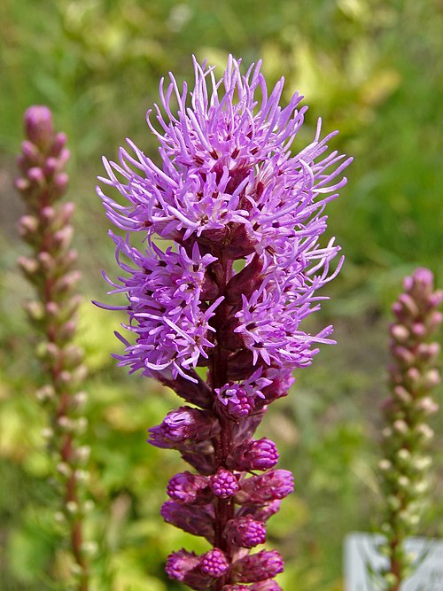 Blazing Star Plant