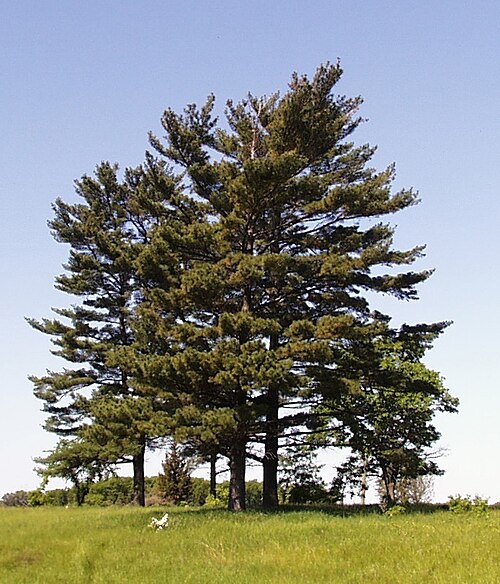 Easern White Pine