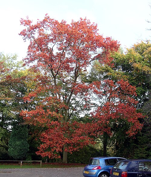 Northern Red Oak