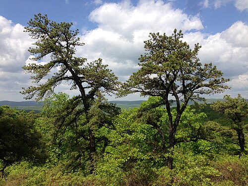 Pitch Pine