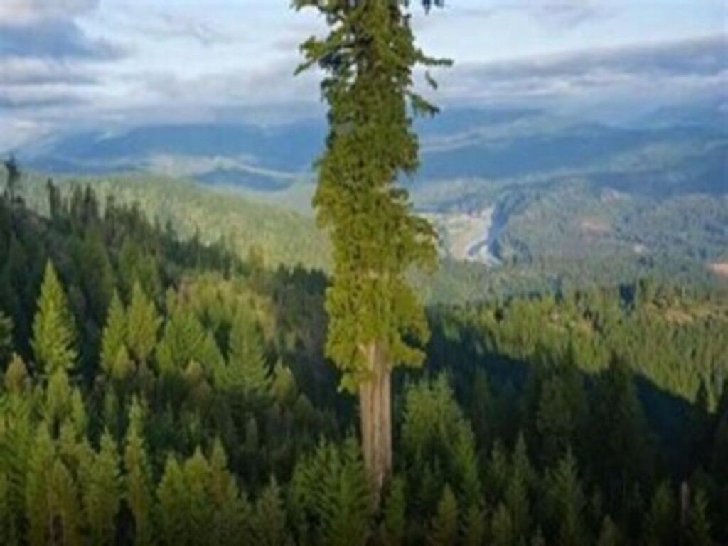 A tree named Hyperion, which is the largest tree in the world.
